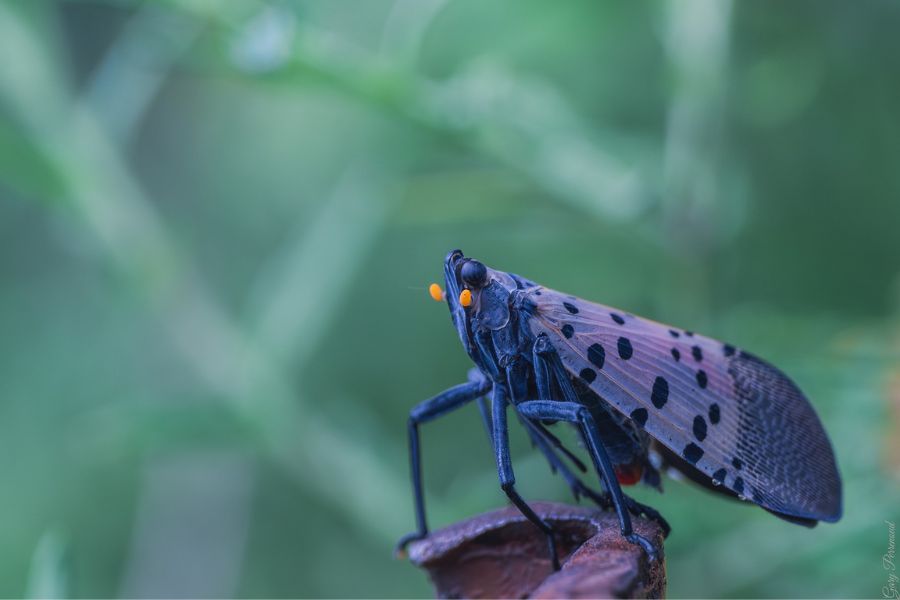 Greenleaf spotted lanternfly treatment